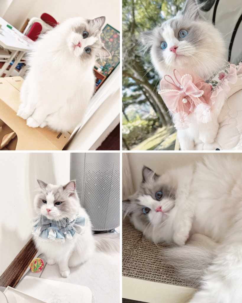 luna
